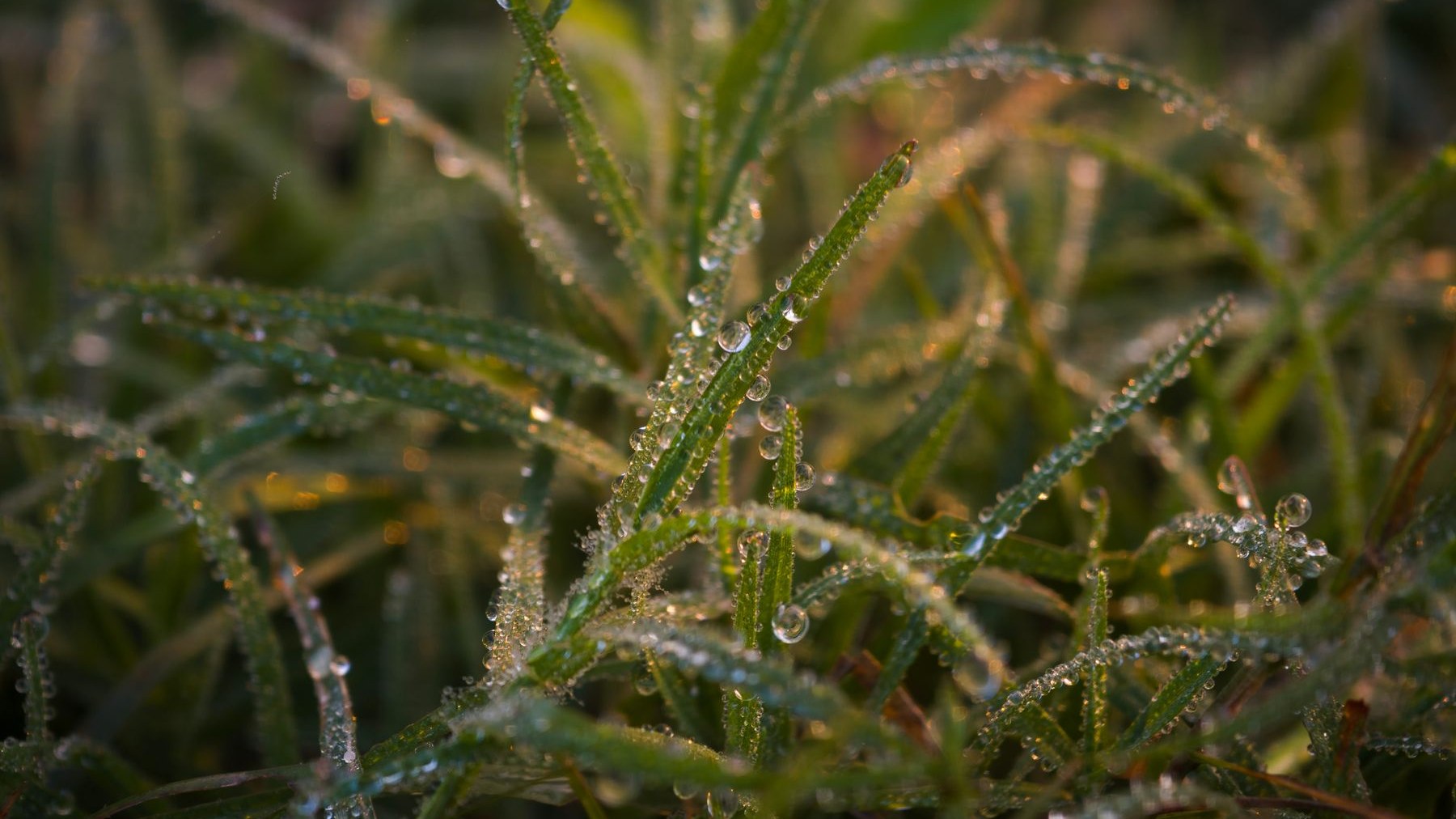 Close-up of grass blades with small morning dew droplets in soft morning light